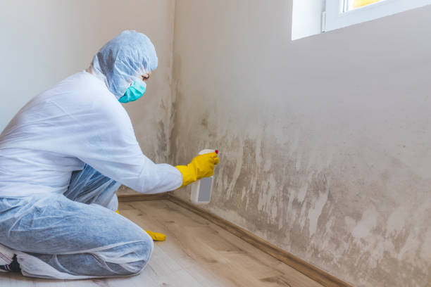 Professional mold removal team in Georgetown